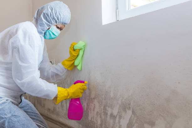 Best Mold Removal for HVAC Installations in USA